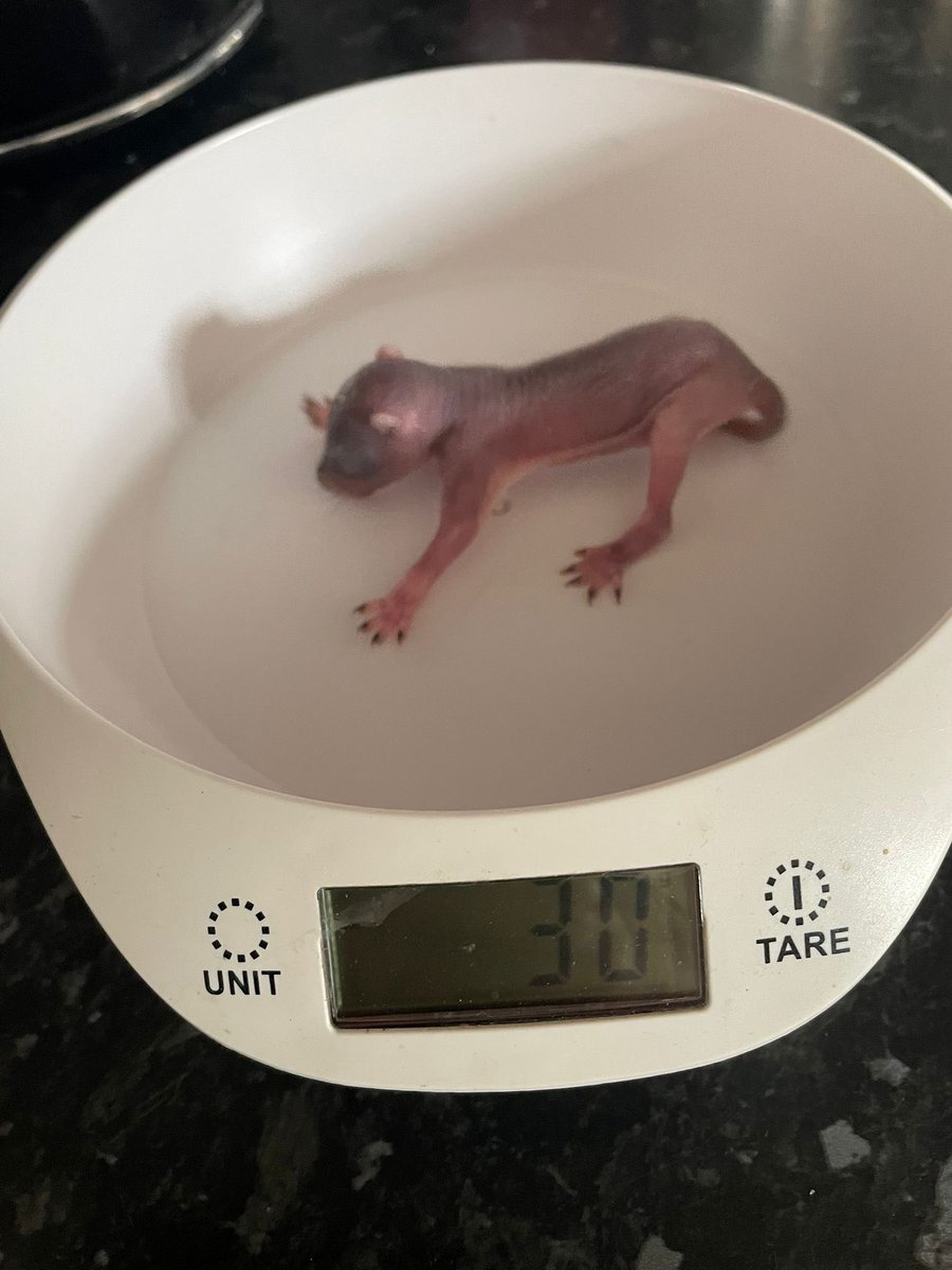 AllumPaul's tweet image. Pippin is doing well. Her weight on intake day, and this morning’s weigh in 🐿🩶🐿🩶🐿🩶🐿🩶🐿🩶🐿🩶🐿🩶🐿
hitchinsquirrelrescue.co.uk