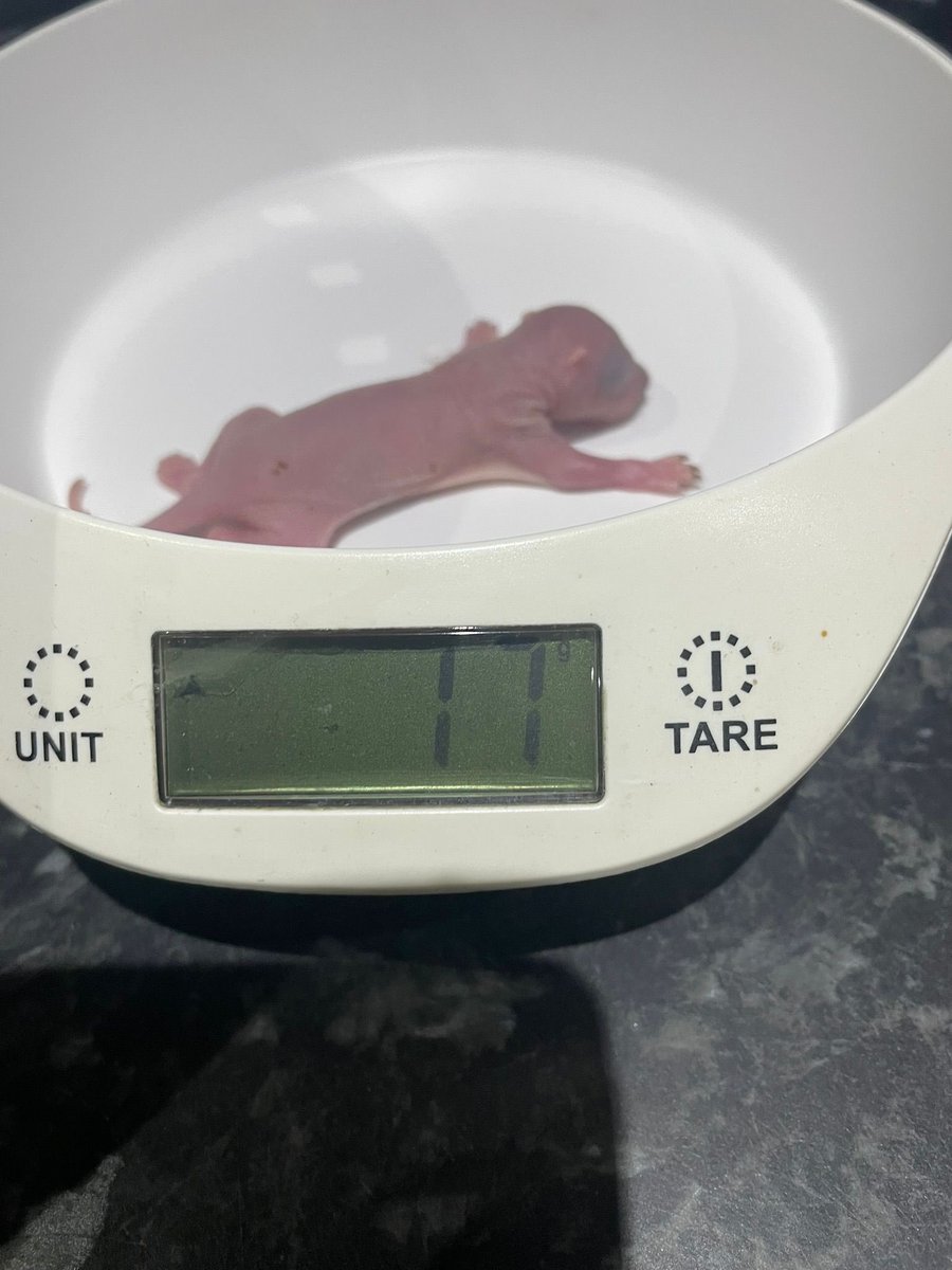 AllumPaul's tweet image. Pippin is doing well. Her weight on intake day, and this morning’s weigh in 🐿🩶🐿🩶🐿🩶🐿🩶🐿🩶🐿🩶🐿🩶🐿
hitchinsquirrelrescue.co.uk