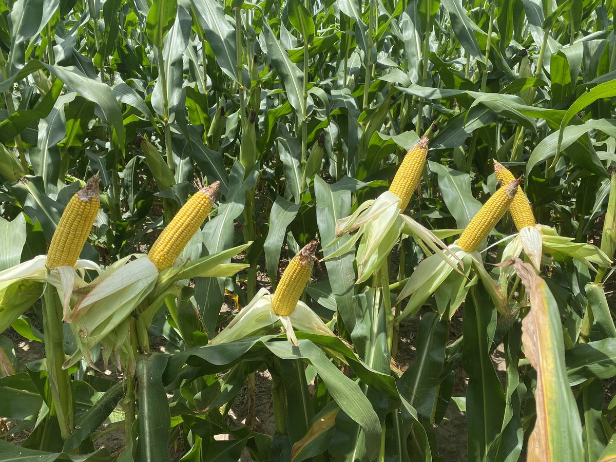 No weak tassels in southeast KS this summer
