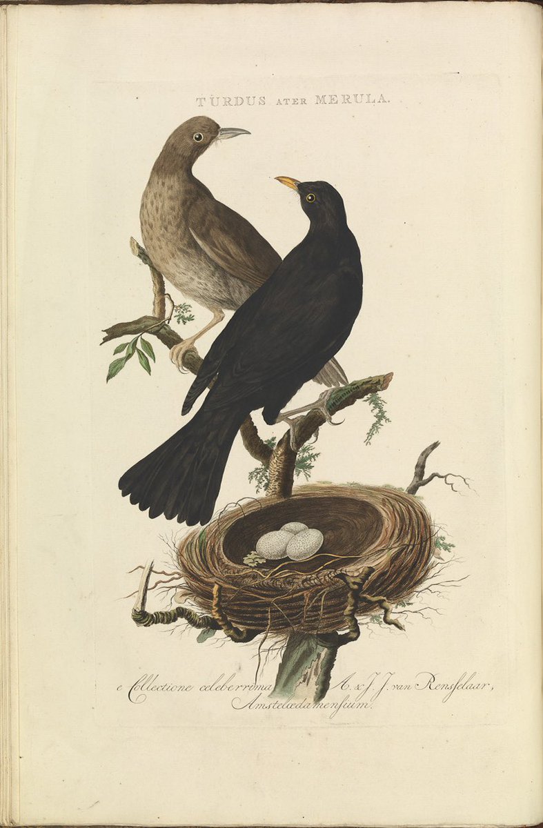 s77uki's tweet image. turdus merula