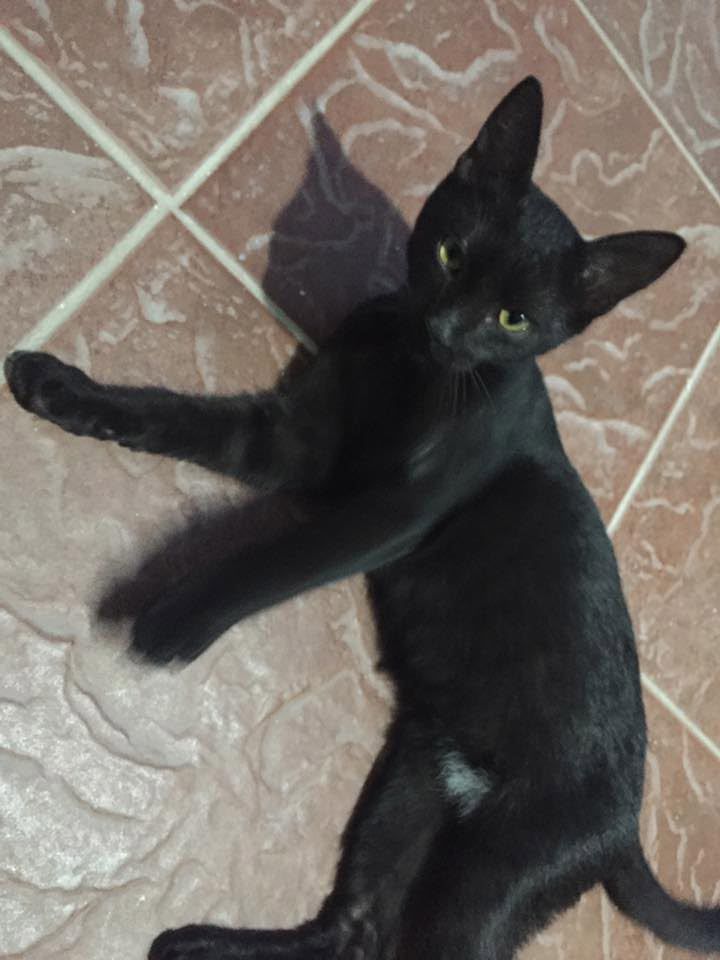 Seis años desde que nos escogiste para ser tu familia. #CatsOfX  #AdoptaNoCompres