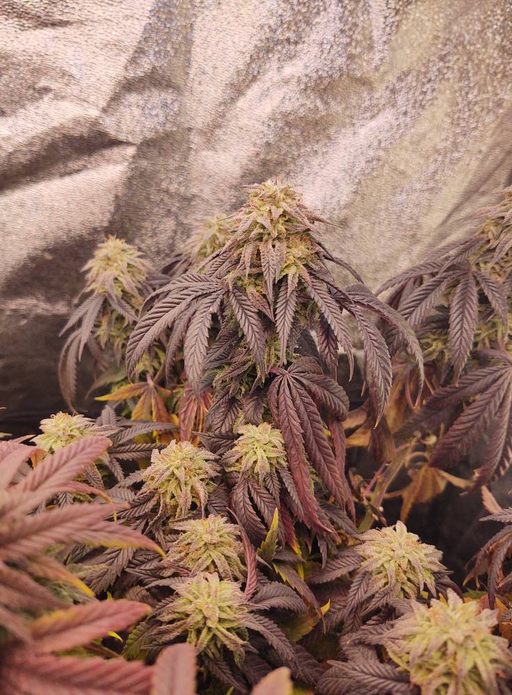 SeedsmanSeeds's tweet image. L.A. Peyote Kush 🌱