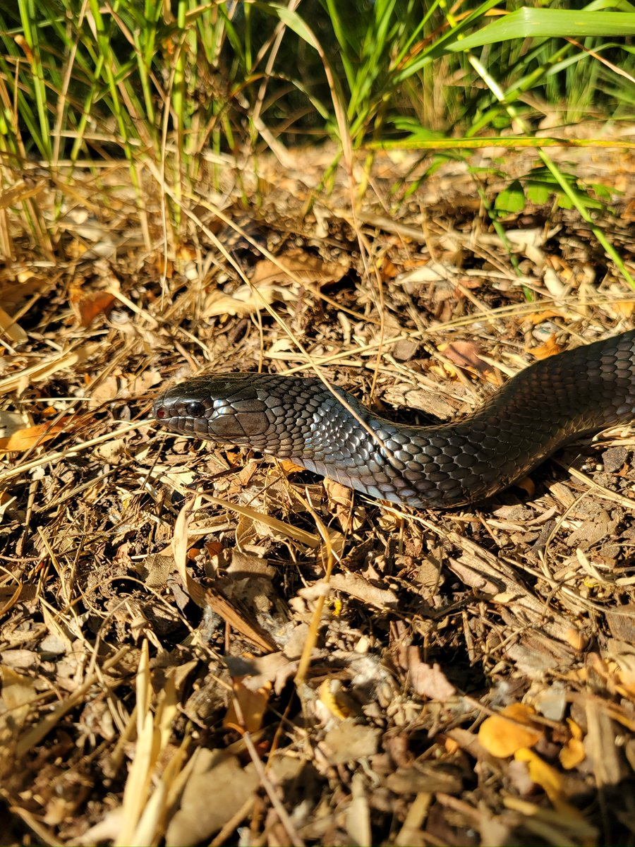CincinnatiZoo's tweet image. Meet Wednesday, the Eastern indigo snake! They are one of the longest native snake species in the US, reaching lengths of up to 8 feet. They are non-venomous and known for their shiny, black appearance. See her at Manatee Springs! #SnakeWeek