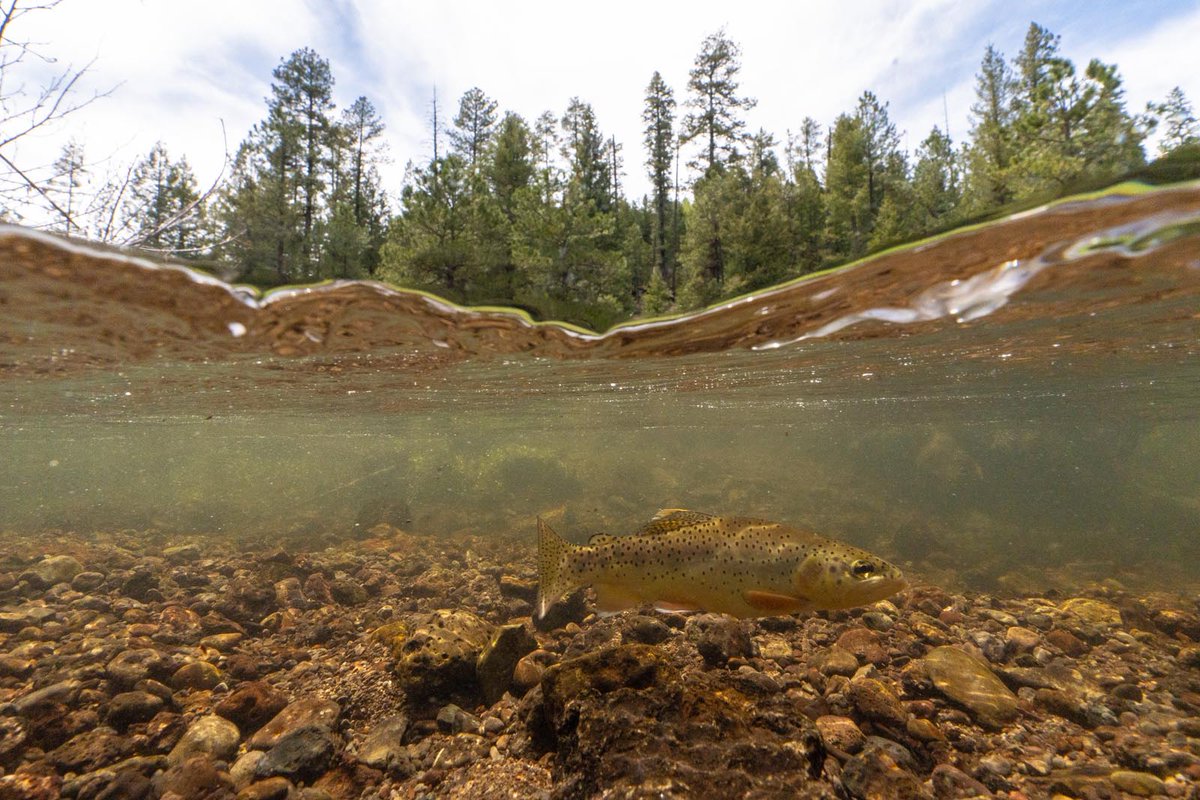 Apache trout are found in crystal-clear, cold streams of Arizona's White Mountains. Perfectly adapted to pristine waters, their vibrant colors signal healthy ecosystems. Each one is a conservation success story!

📸: Freshwater Illustrated