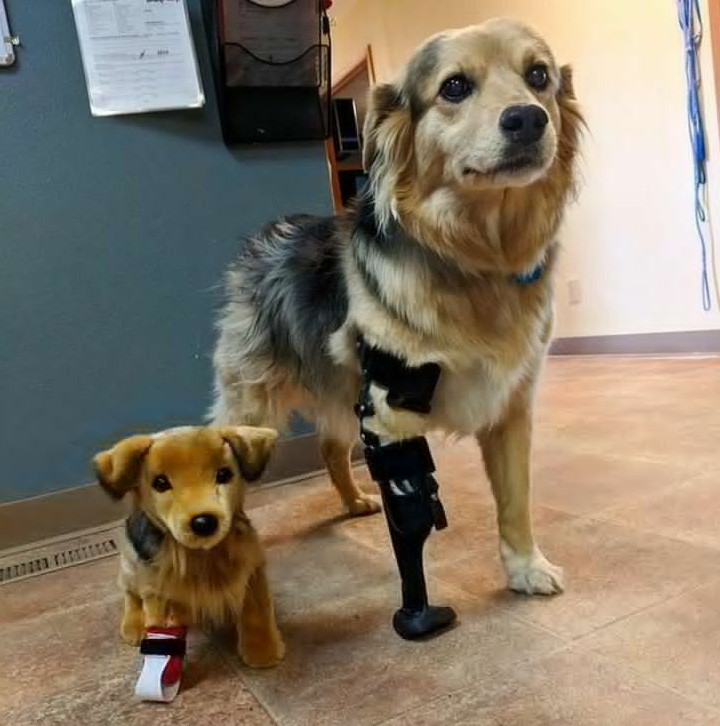 Tweets of Dogs tweet media