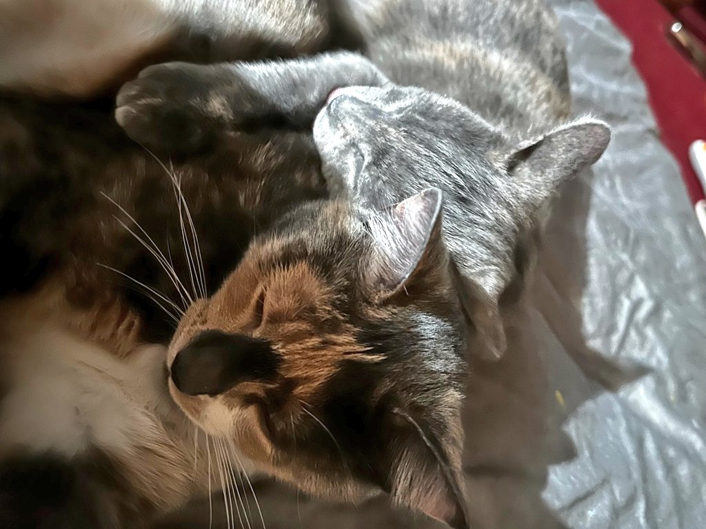 I took last week off because I was having a tough time with the news of losing the purchase of our first home, just days before settlement. I will return to streams this week! 🌸

The positives:
1) we will still be able to get our kitties
2) a better house will come along!