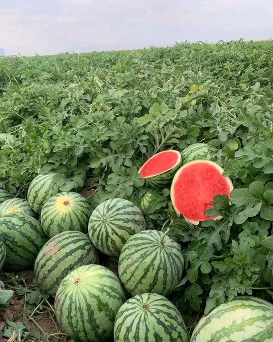 Harvest season is a time for gratitude!