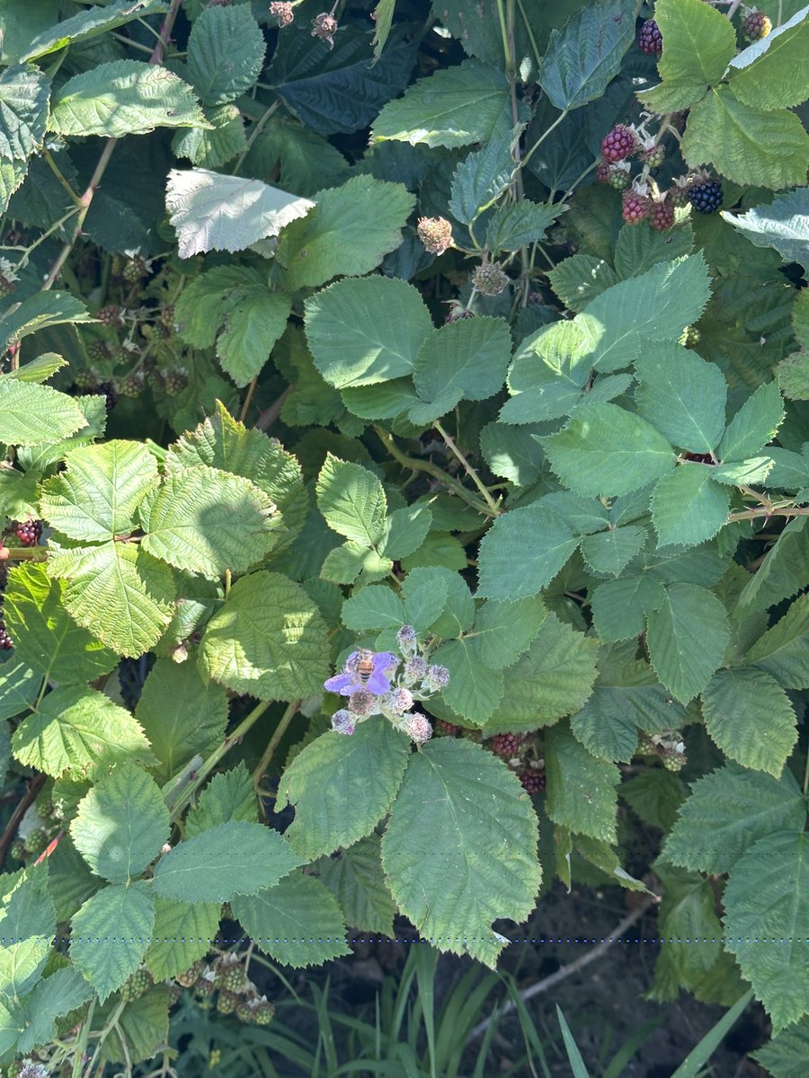 egg🥲🥚 (@ajasoswag) on Twitter photo Picked some berries with my sweets Picked some berries with my sweets