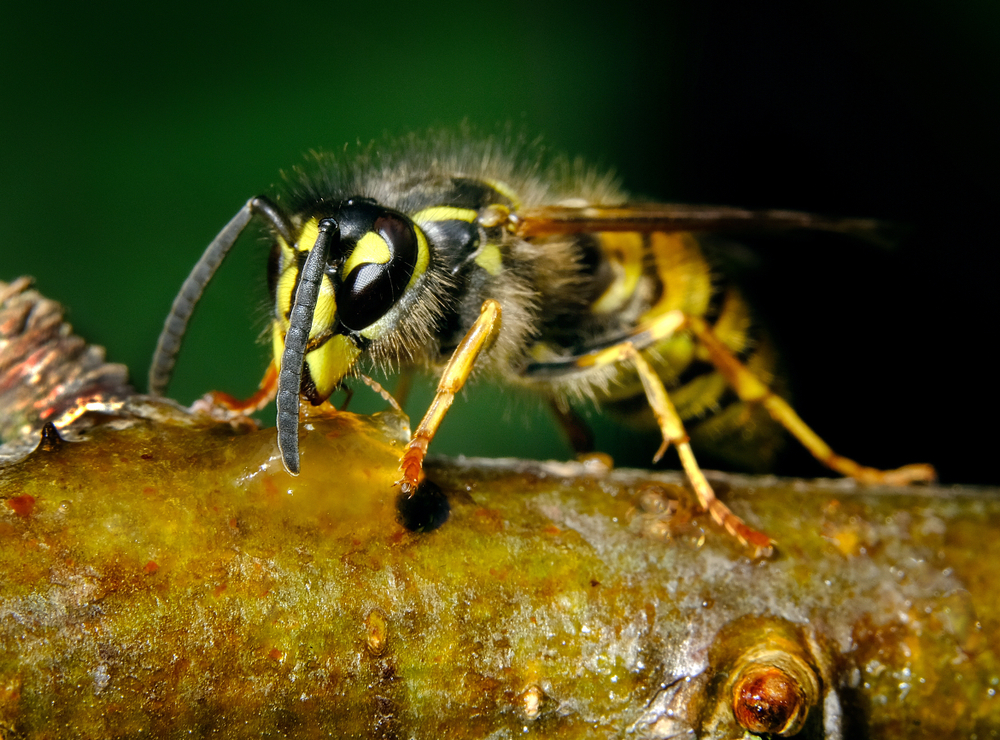 masters_pest's tweet image. Yellow jackets love picnics as much as you do, but they&apos;re not friendly guests. Don&apos;t let these defensive wasps who swarm if threatened ruin your summer. Trust Master’s, call today: (877) 546-9575 #PestSolutions #AvoidTheSting