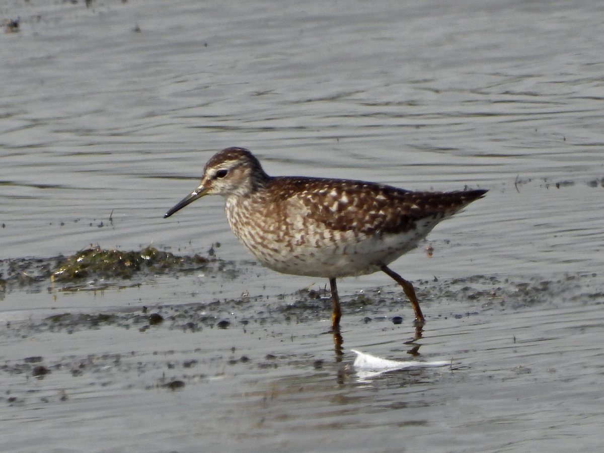 alanbodd's tweet image. Roseate Tern at Alnmouth, Wood Sandpiper still at Monks House Pool,Seahouses & my 1st Wall of the year,on holiday in Northumberland today.