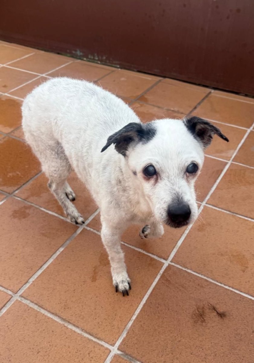 🆘#𝐏𝐄𝐑𝐃𝐈𝐃𝐎𝐎𝐎𝐎𝐎𝐎𝐎!!!
Máxima difusión, por favor!!!
Se acaba de perder este abuelito de 17 años en 𝐏𝐔𝐍𝐓𝐀 𝐔𝐌𝐁𝐑Í𝐀 (#HUELVA). 

Su familia está desesperada buscándolo. 
Cualquier información....
Contacto; 𝟔𝟓𝟓 𝟏𝟗 𝟓𝟎 𝟖𝟒