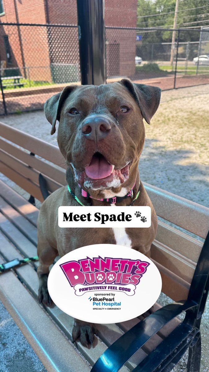 new965philly's tweet image. This week on #BennettsBuddies with the @pspca #sponsored by @bluepearlvet, meet Spade! ♠️ 

Spade is a playful pup, a toy enthusiast, and is always ready for a game of fetch. If you think Spade is the guy for you, stop by the #pspca any day between 12-6:30 PM to meet him! 🐾