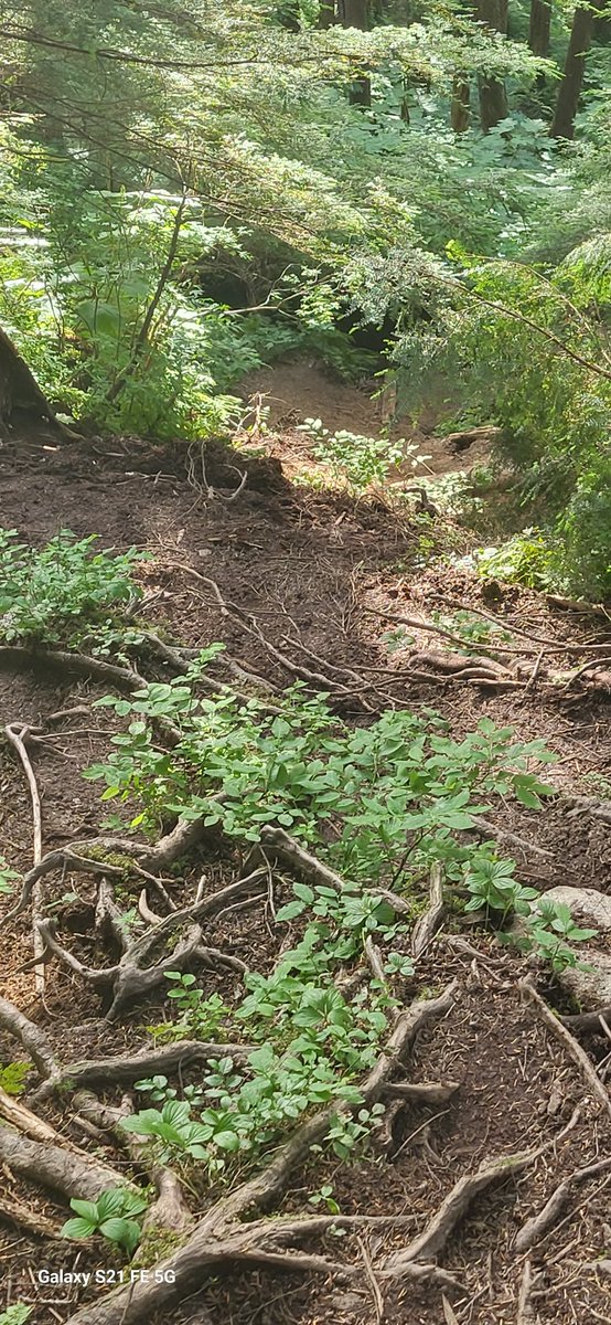 Yooperbear_'s tweet photo. Thunder Mountain trail. Juneau Alaska. https://t.co/bltJEmQmhV