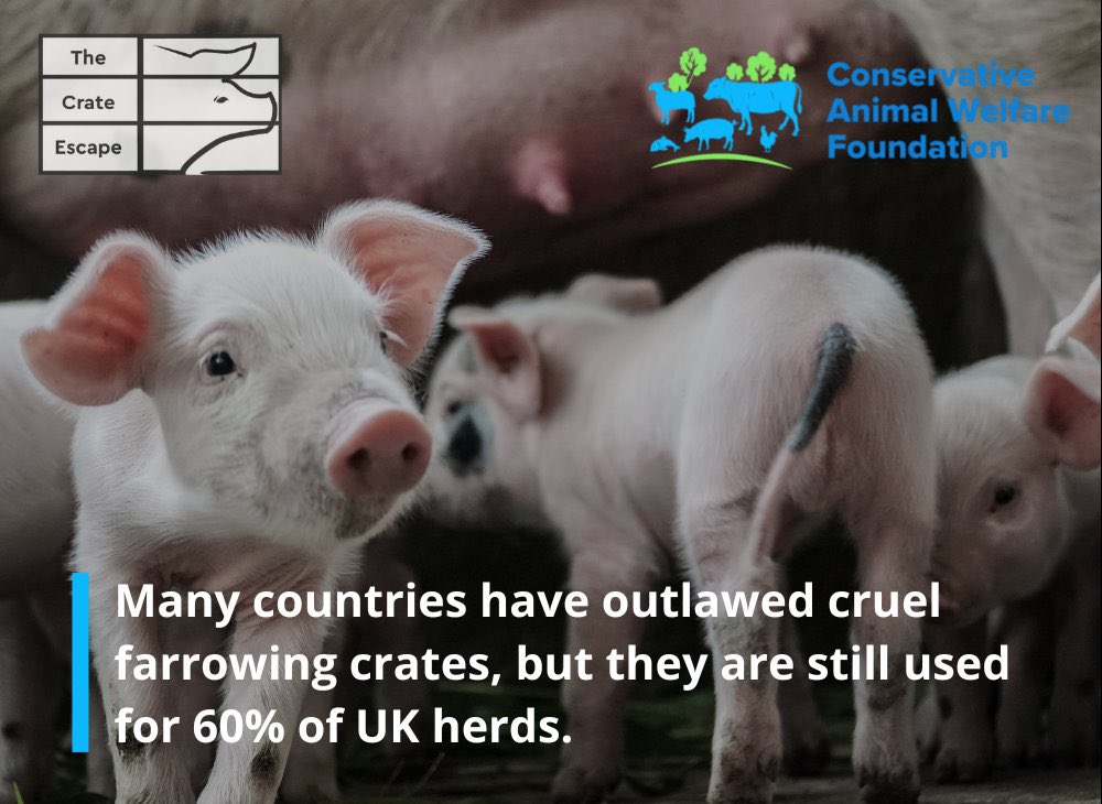 ConservativeAWF's tweet image. Have you read about our #CrateEscape campaign? Sows typically spend 22% of their adult breeding life in a cage so small she cannot turn around. Norway, Sweden, and Switzerland have outlawed this practice, but still around 200,000 sows in the UK suffer in these systems every year