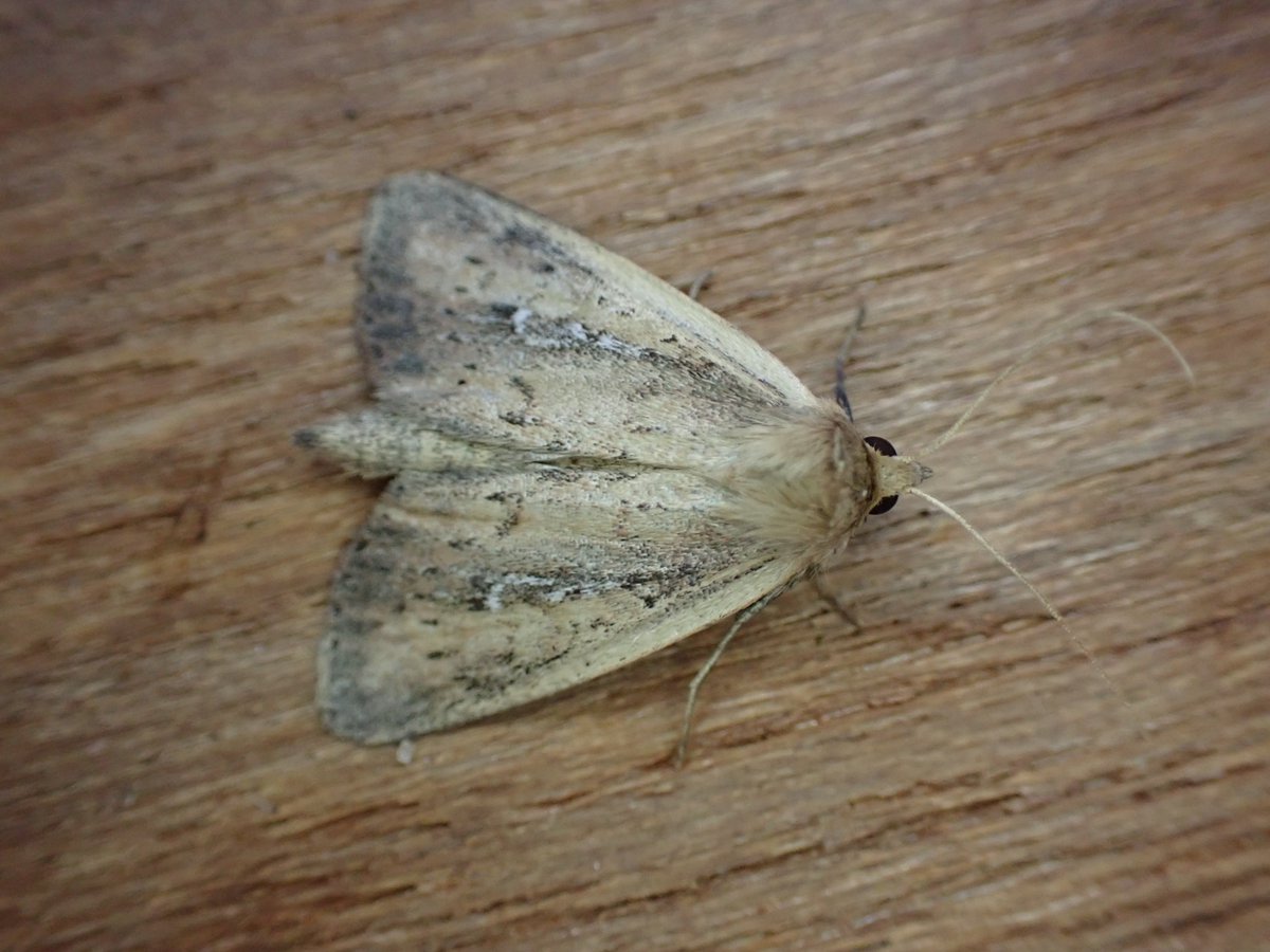 markhows's tweet image. Excellent Suffolk Coastal Mothing with @LewisStuff @dartfordtrapper thousands of Synaphe Punctalis and diamond backed moths - about 130 species highlights Whte Mantled wainscot, star-wort and this lovely dark arches