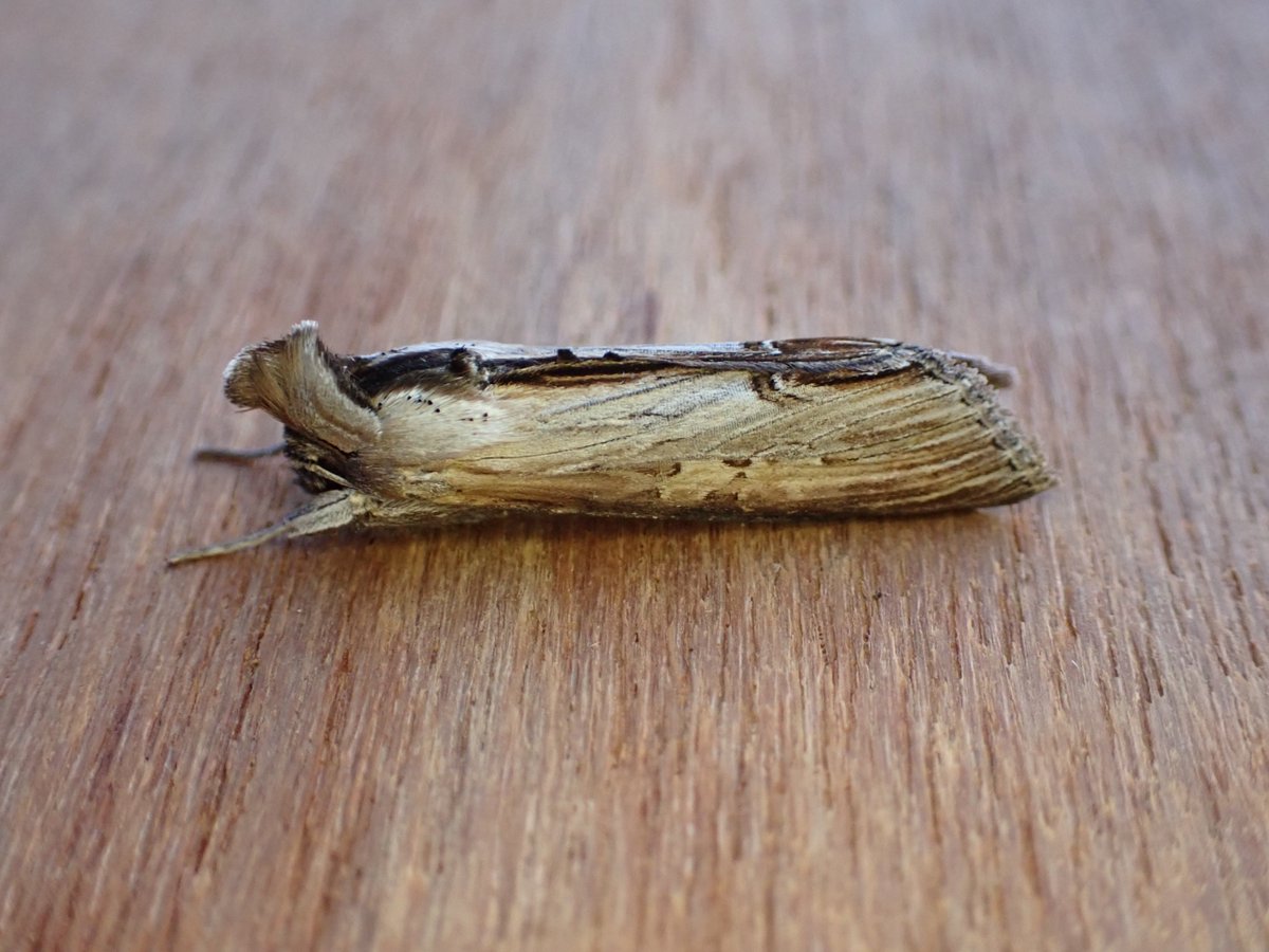 markhows's tweet image. Excellent Suffolk Coastal Mothing with @LewisStuff @dartfordtrapper thousands of Synaphe Punctalis and diamond backed moths - about 130 species highlights Whte Mantled wainscot, star-wort and this lovely dark arches