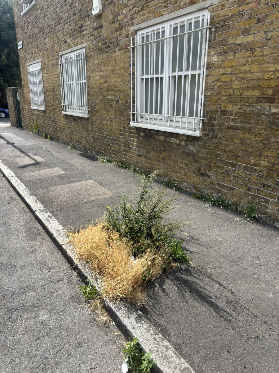 ClaphamTownLab's tweet image. Since 2023, Lambeth Council have planted 1851 new trees across the borough.
202 in Clapham Town.
Where else in our ward would you like to see an empty tree pit (as modelled below) filled with a new🌳
📧 Claphamtownward@gmail.com with your suggestions or comment on this post.