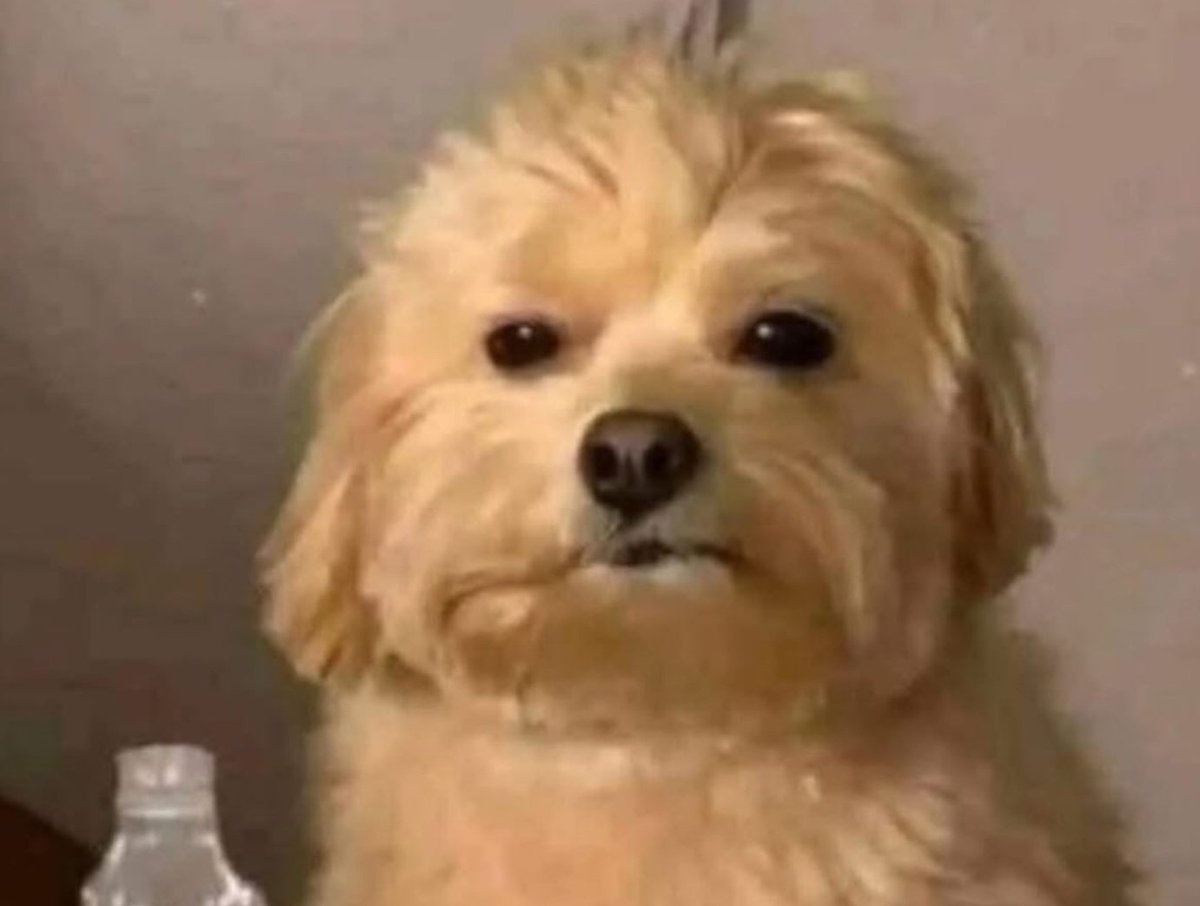 MALACARA tweet media