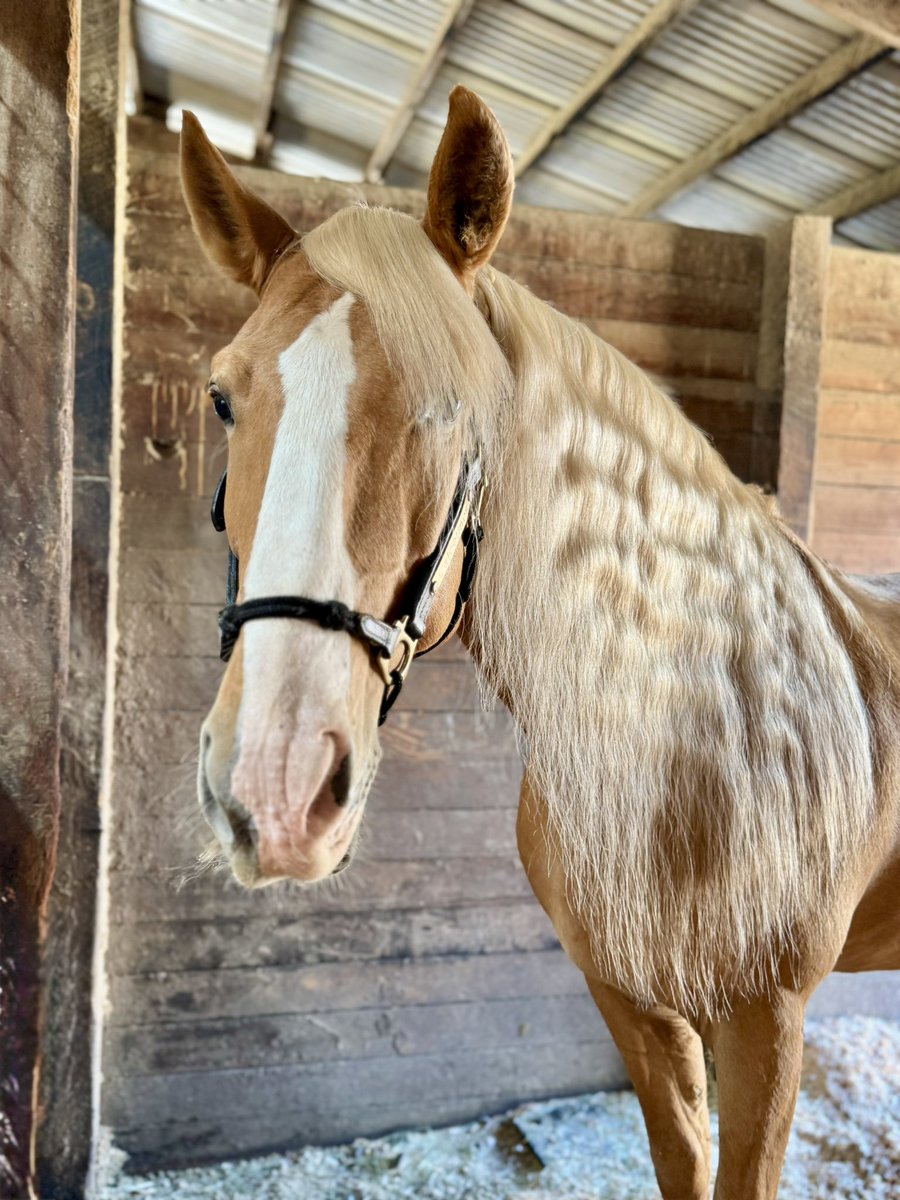 IzuYuta's tweet image. カルくんは自分がイケメンだと知っているので、馬場に見物人や他の馬がいるとノリノリで頼まれてもいないパッサージュやスパニッシュウォーク等を披露してくれる🐴