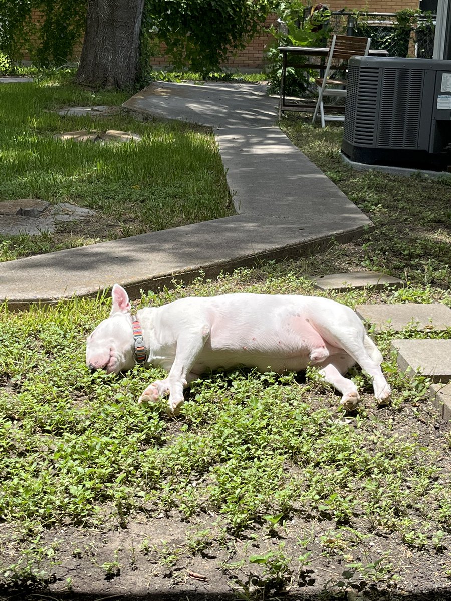PupperNelson's tweet image. roast beast