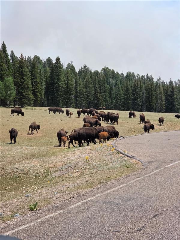 GrandCanyonNPS's tweet image. #DragonBravoFire Bison Herd Update July 16, 2025:
While fire activity continues on parts of the North Rim, the bison herds' migratory patterns have allowed them to remain mostly unimpacted, and crews are working hard to ensure it stays that way. Our dedicated fire personnel are…