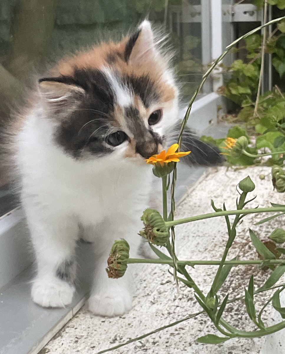 There’s nothing cuter in this world than kittens and flowers 😭