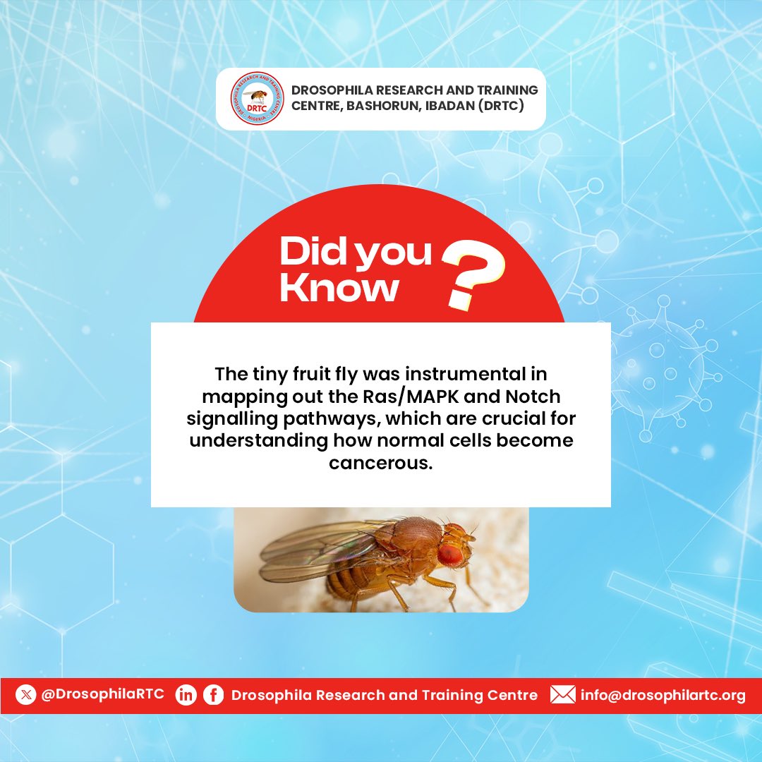 DrosophilaRTC's tweet image. 🧬🧬Fly fact
#research #biomedical #flyfact #science #drosophila #drosophilaresearch #africa #genetics #dna #gradschool #phd #fruitfly #molecularbiology #cellbiology #modelorganisms #reproductivehealth #reproduction #flyfact