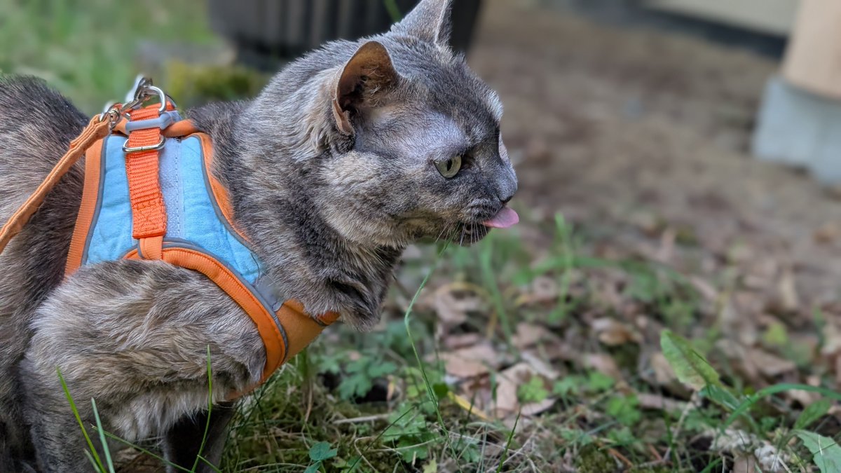 RathGames's tweet image. Outside walkin the dog