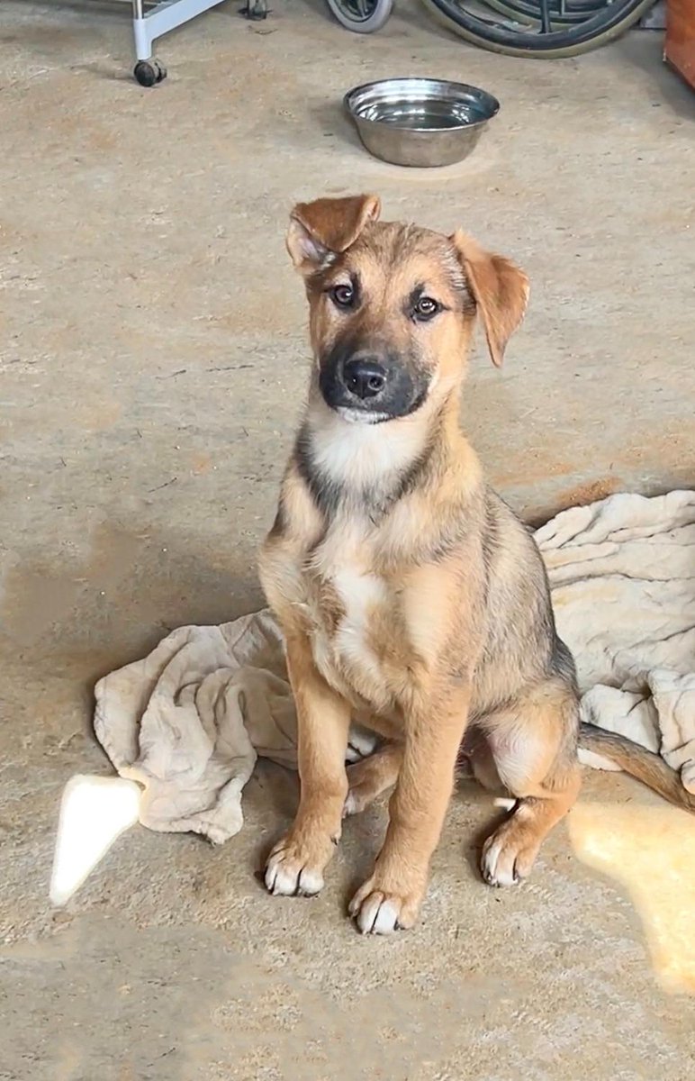 Pequeños rescatados del camino La Pólvora necesitan hogares (es un macho y una hembra). Tienen 4 meses de edad. Están con su primera vacuna. #Valparaíso. 

Número de contacto adopción: +569 50613008.