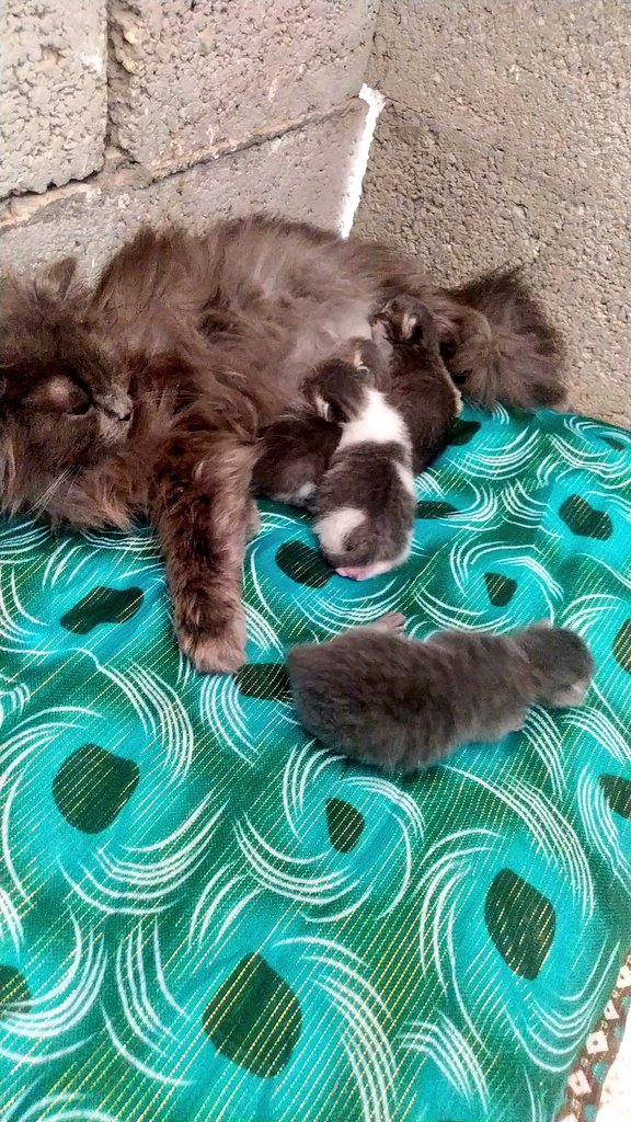 😿 Things are getting worse every single day...
My cat, Biso, lost her kittens due to malnutrition. Now she’s fighting for her life.
I’m terrified of losing her — she’s not just a pet, she’s my friend, my companion.
This might be our last chance to save her.
#SaveBiso