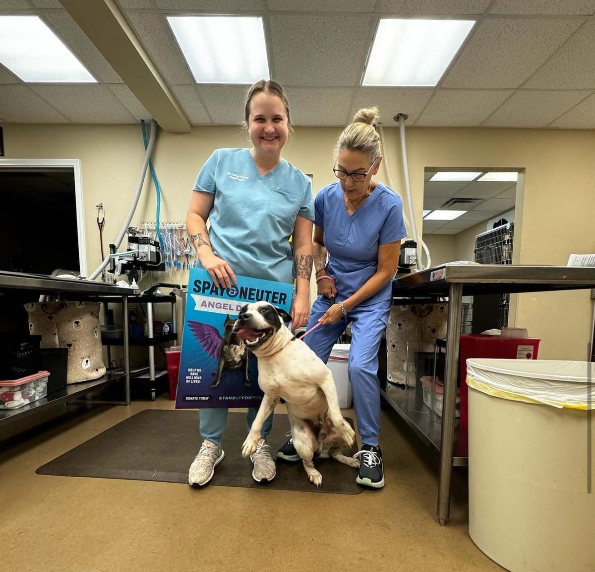 SUFPFoundation's tweet image. Spay & Neuter Angel Day continues on today in Tennessee in loving memory of our precious Angel!
This is what saving lives for years to come looks like. Please support this effort however you can. It's desperarely needed Thank you!
DONATE
standupforpits.us/donate/
#angelforever