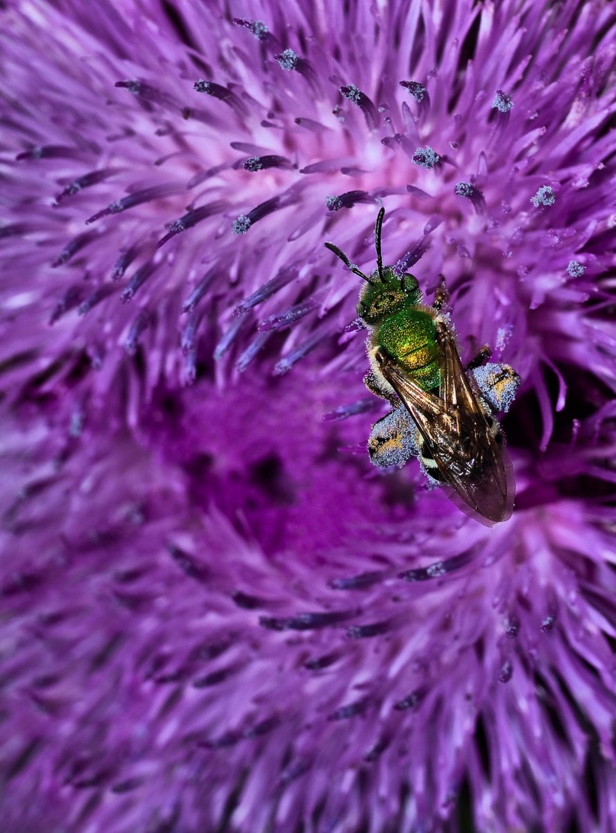 KentuckyLiving's tweet image. Congratulations to our People’s Choice Winner, Terry Hadley! Terry’s stunning close-up of a vibrant green bee on a purple bloom captivated voters and won hearts in our ANIMALS category. Vote now for your favorite PEOPLE photo: ow.ly/gtw150WqO5l