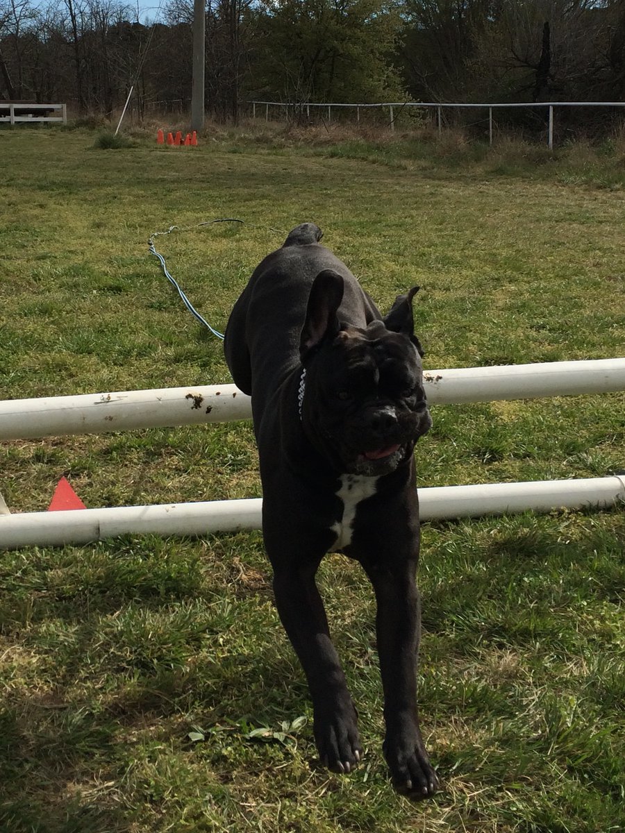 whaler_michael's tweet image. Boston equestrian time trial-failed to  qualify☹️