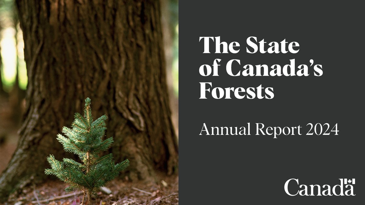 NRCan's tweet image. The 2024 State of Canada’s Forests Annual Report is now available. This year’s report focuses on the evolution of forestry in Canada and the 125 years of the Canadian Forest Service. 🌲🍃
Read the full report to learn more: ow.ly/8ANY50WqP7v