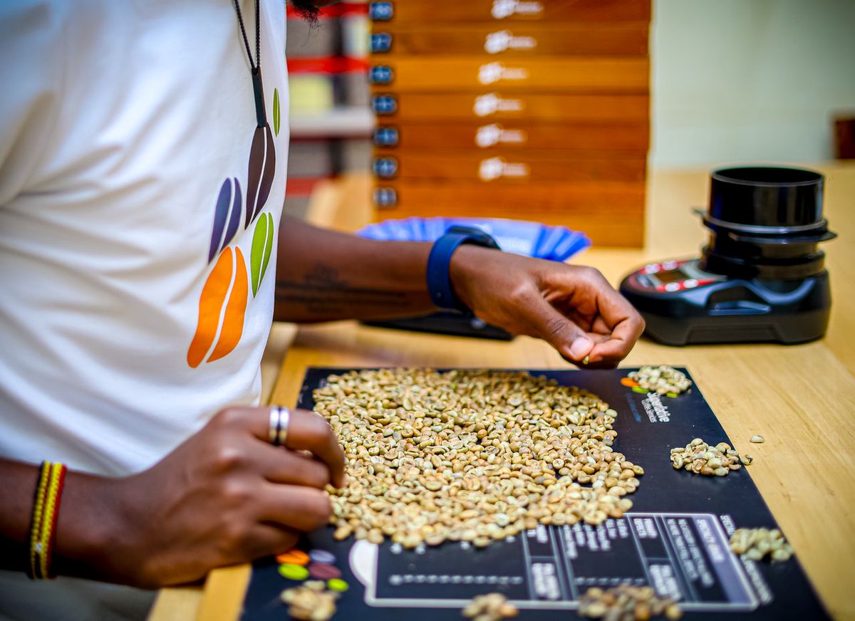SuperCoffee_Ug's tweet photo. Every batch of coffee starts with careful selection and measurement of beans to ensure the perfect cup. Our process is all about attention to detail each bean weighed, checked, and evaluated for optimal flavor and consistency. https://t.co/qZvGd0v3V9