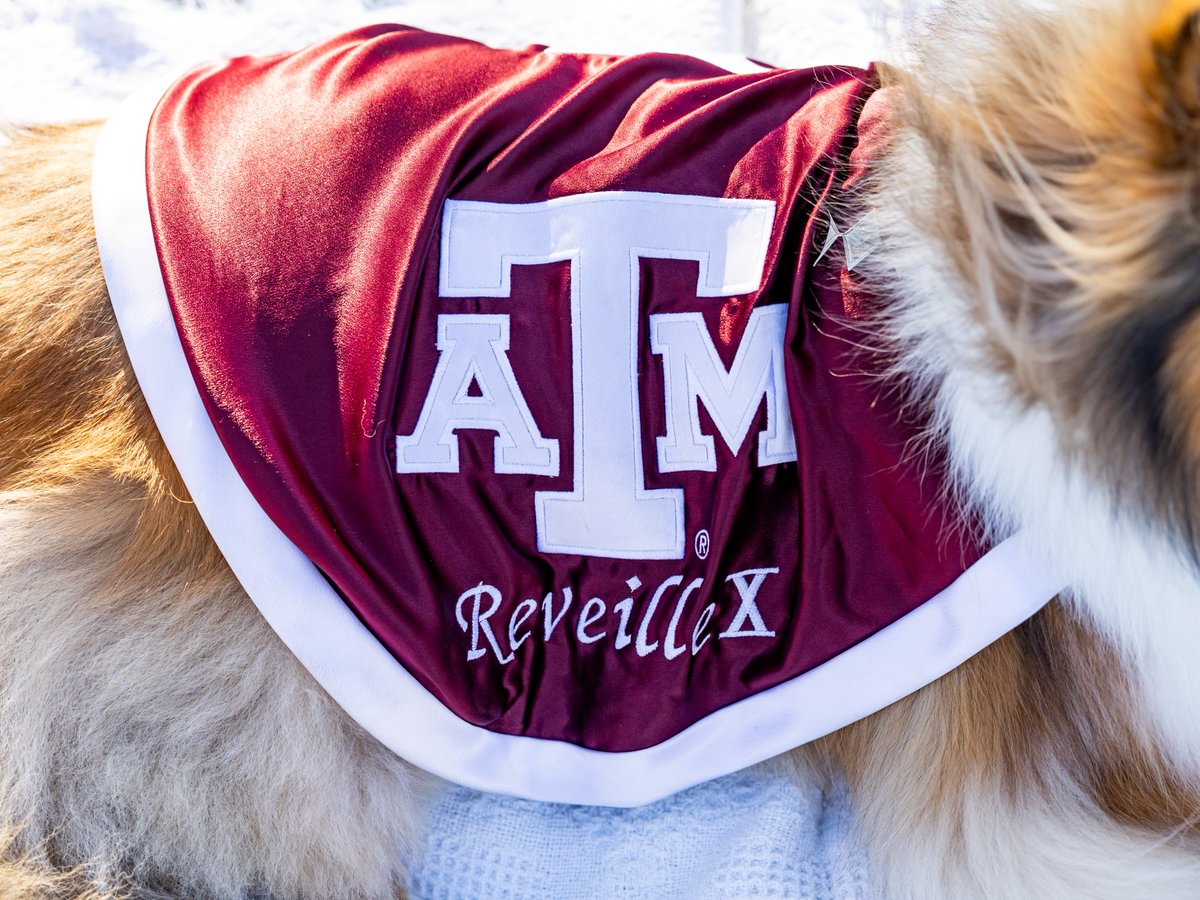 reveille's tweet image. Ags, did you know that my blanket is my uniform I wear to represent the @AggieCorps, as well as Texas A&M? My blanket isn't just comfy, but also serves the purpose of displaying my rank of five diamonds, making me the highest ranking member of the Corps! How cool is that?
