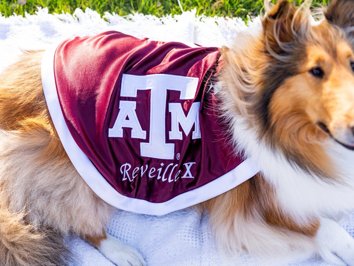 reveille's tweet image. Ags, did you know that my blanket is my uniform I wear to represent the @AggieCorps, as well as Texas A&M? My blanket isn't just comfy, but also serves the purpose of displaying my rank of five diamonds, making me the highest ranking member of the Corps! How cool is that?