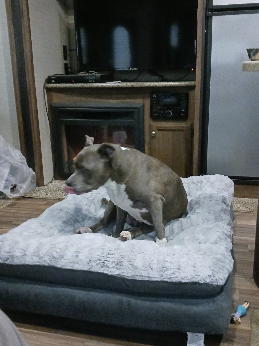 LoftisMilesAnt's tweet photo. @BestinDogs Cali https://t.co/mdtGUUfsRx