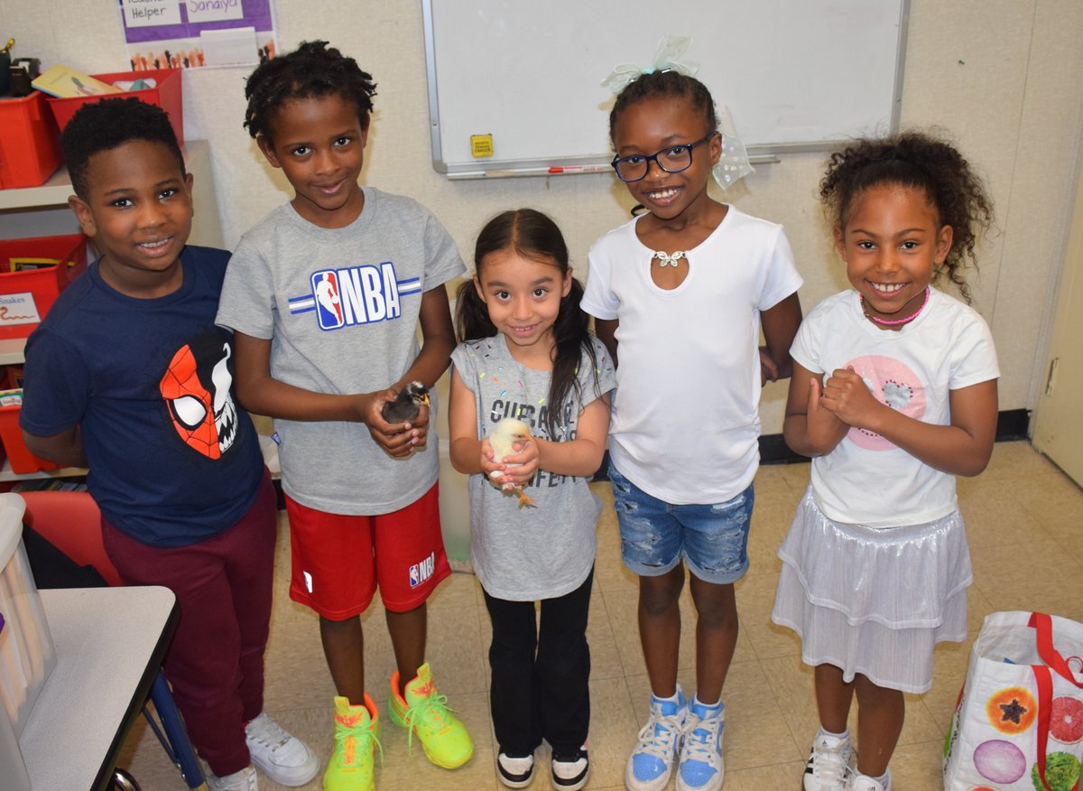 Second graders at Northwest concluded the school year with a unit on the life cycle of baby chicks! Students learned about their life cycles by incubating the eggs in the classrooms. Northwest received the chicks from a local farm and watched them develop and hatch over time.