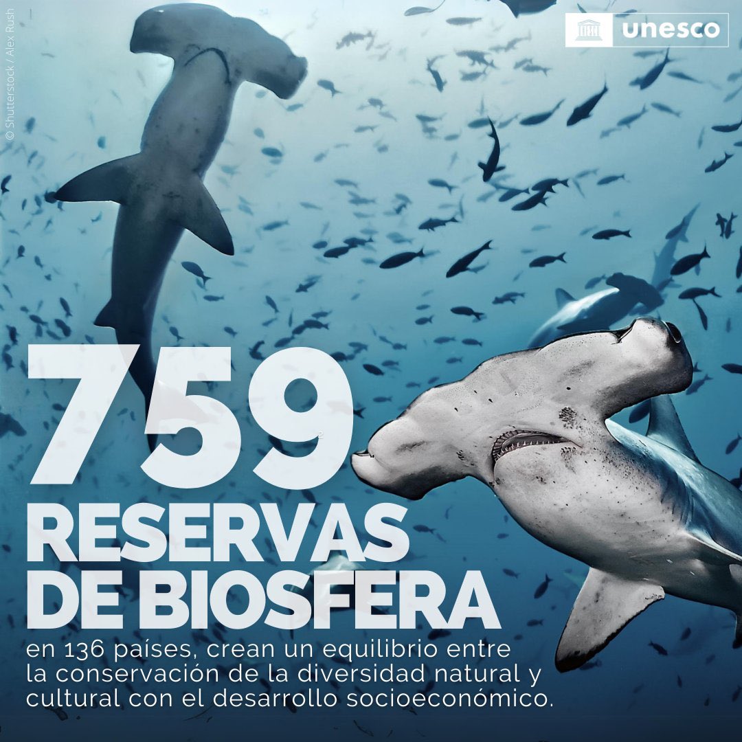 UNESCOSantiago's tweet image. Las reservas de la biosfera de la UNESCO son espacios donde la #ciencia y las comunidades se unen para proteger los ecosistemas.
¿Sabías que hay reservas de la biosfera en 136 países? Sumadas, tienen casi el mismo tamaño que Australia. 🌏
🔹Conoce más: unesco.org/es/mab/wnbr/ab…