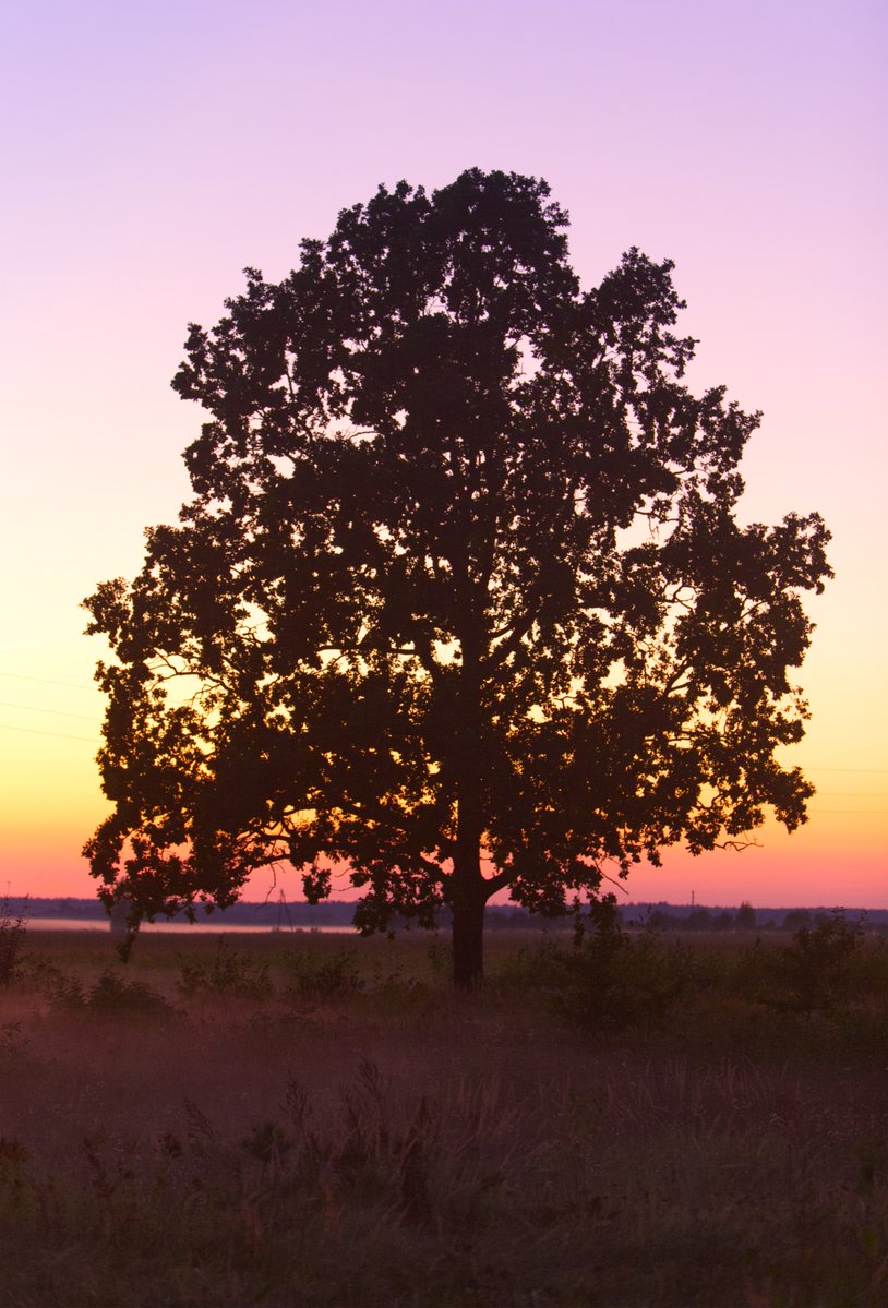 Run_fly_Smile's tweet image. That鈥檚 the way I do things when I want to celebrate, I always plant a tree 馃槉
Wangari Maathai
#Tree #Celebrate #Plant #Grow #Nature #WangariMaathai #Evening #Sunset