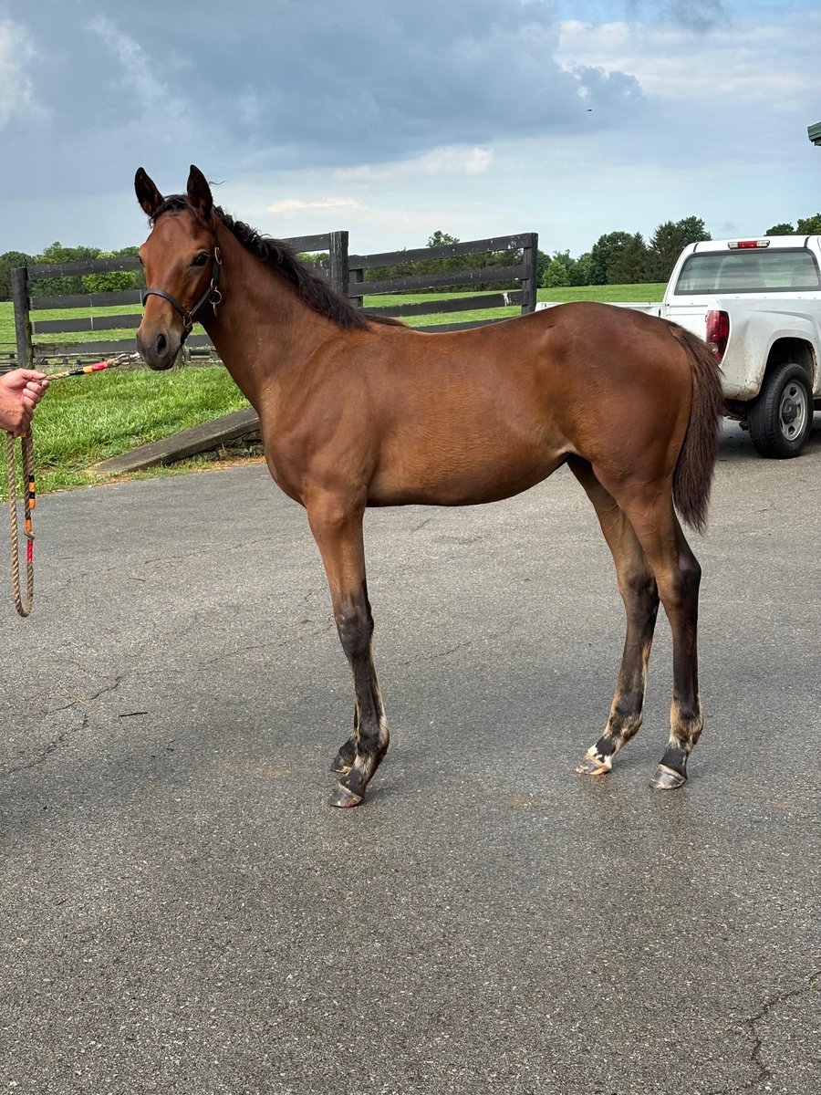 😍 A beauty, isn't she? Flightline - Oleksandra! G1 into G1!