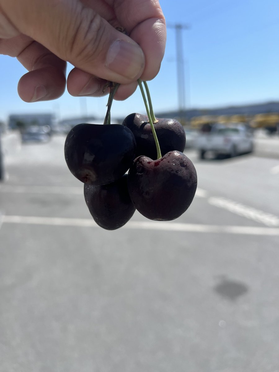 BIG BEAUTIFUL…BC cherries leaving by air from YVR to Asia and other points this summer #aircargo #bccherries #internationaltrade