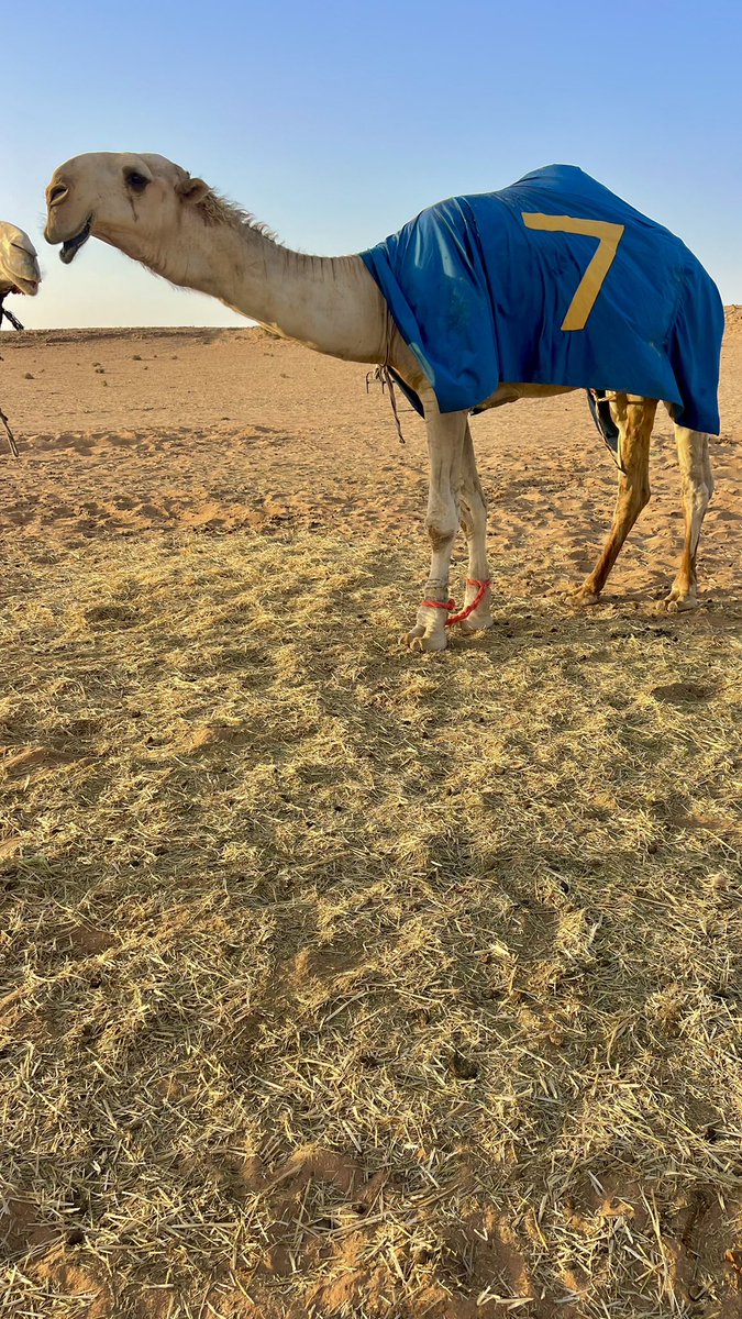 وسره ولون وطول غارب وعرنون
ومـن دبـرة العبّـاث ربـي يجيـره

شروى البعير اللي يسمّونه الدون
الأشـقح اللـي مايحصّـل نظـيـره

#الدون_شقح_النصر