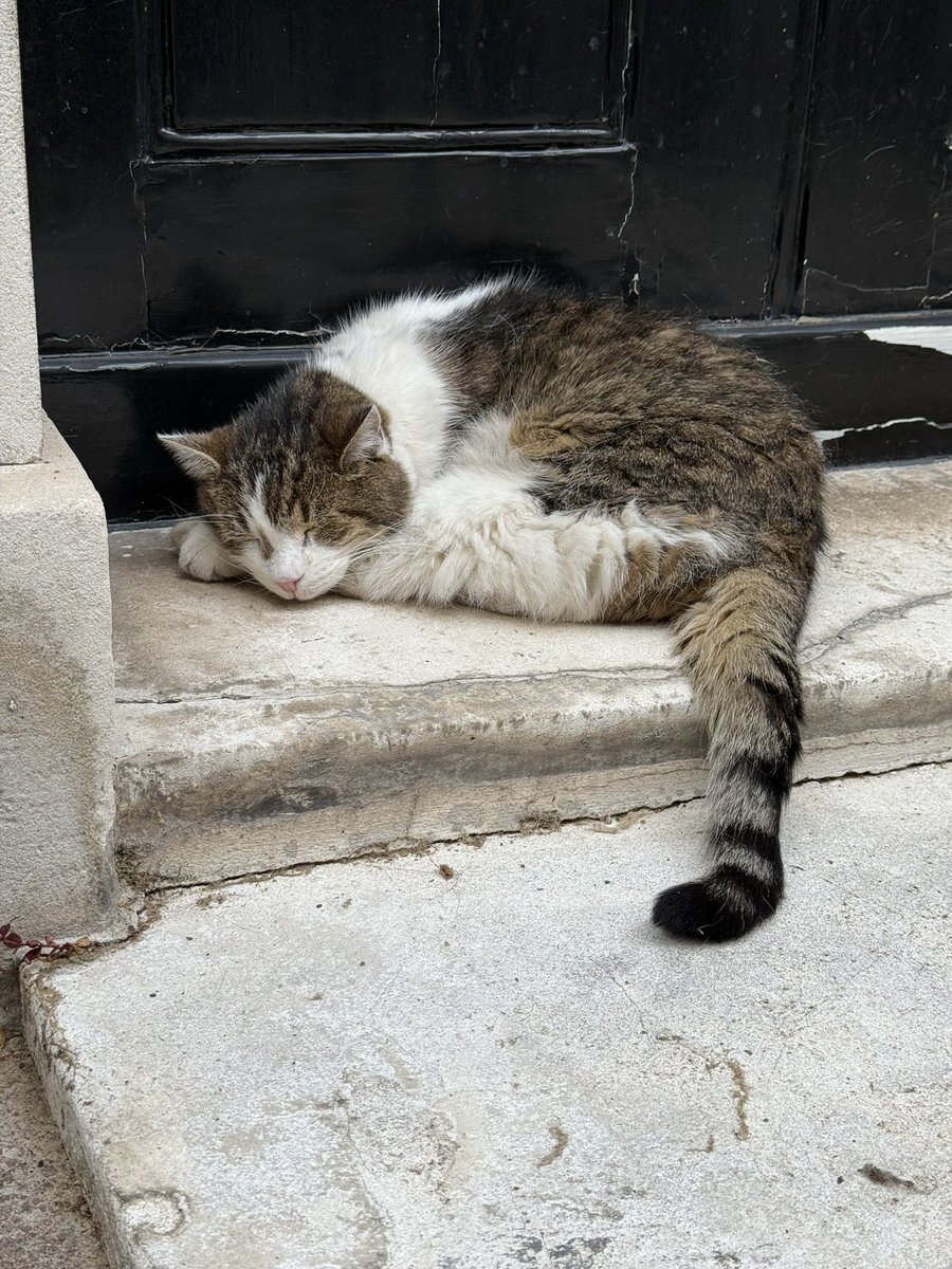 I finally met <a href="/Number10cat/">Larry the Cat</a> 

He was having a nap but yawned in my direction.