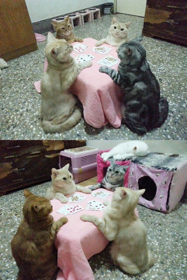 Posts Of Cats (@postsofcats) on Twitter photo 