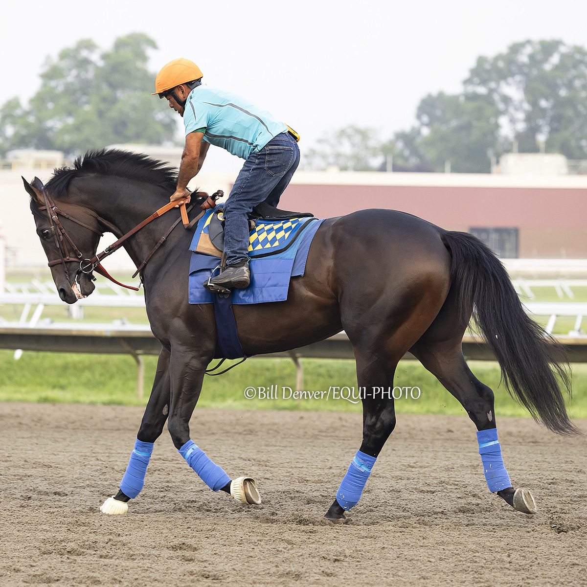 TDN (@thetdn) on Twitter photo 'TDN Rising Star' GOAL ORIENTED (Not This Time) is on the scene at <a href="/MonmouthPark/">Monmouth Park</a> ahead of Saturday's GI <a href="/NYRABets/">NYRA Bets</a> Haskell Stakes, where he'll once again take on the likes of <a href="/PreaknessStakes/">Preakness Stakes</a> winner Journalism and Preakness runner-up Gosger.
The Bob Baffert-trained colt will 'TDN Rising Star' GOAL ORIENTED (Not This Time) is on the scene at <a href="/MonmouthPark/">Monmouth Park</a> ahead of Saturday's GI <a href="/NYRABets/">NYRA Bets</a> Haskell Stakes, where he'll once again take on the likes of <a href="/PreaknessStakes/">Preakness Stakes</a> winner Journalism and Preakness runner-up Gosger.
The Bob Baffert-trained colt will