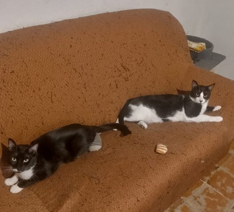 Letur y Tússer son dos de los cinco gatos que pudimos rescatar de la DANA de Valencia. Llegaron muy asustados después de tantos cambios.
Ahora, necesitan un hogar donde les den todo el amor que no han encontrado todavía
💌Contacto: adopciones@lagatera.org
