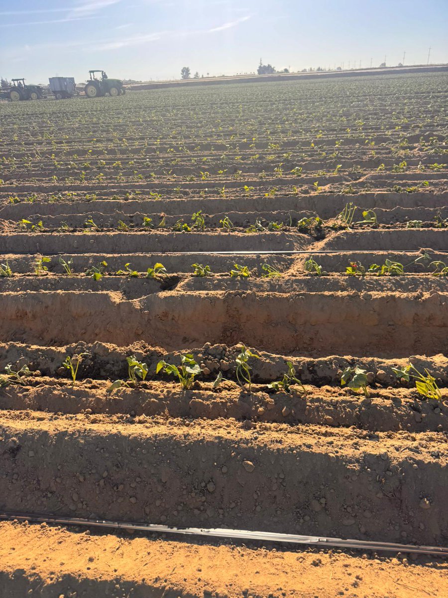 United Farm Workers tweet media