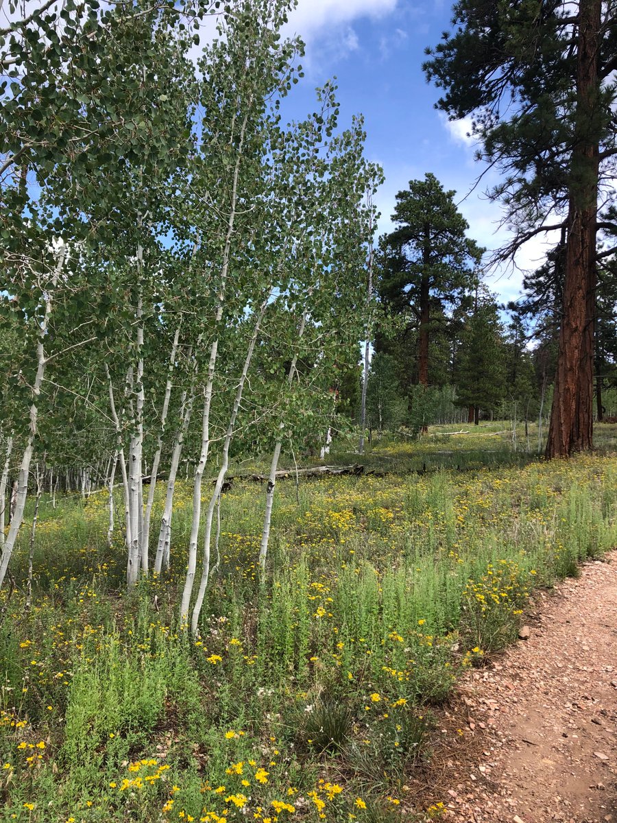 We are so saddened by the loss of the Grand Canyon Lodge, surrounding cabins, and beautiful forest at the North Rim due to wildfire.